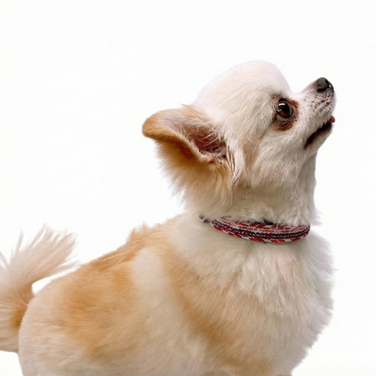 NR 京くみひも首輪 for DOGS 綾高麗