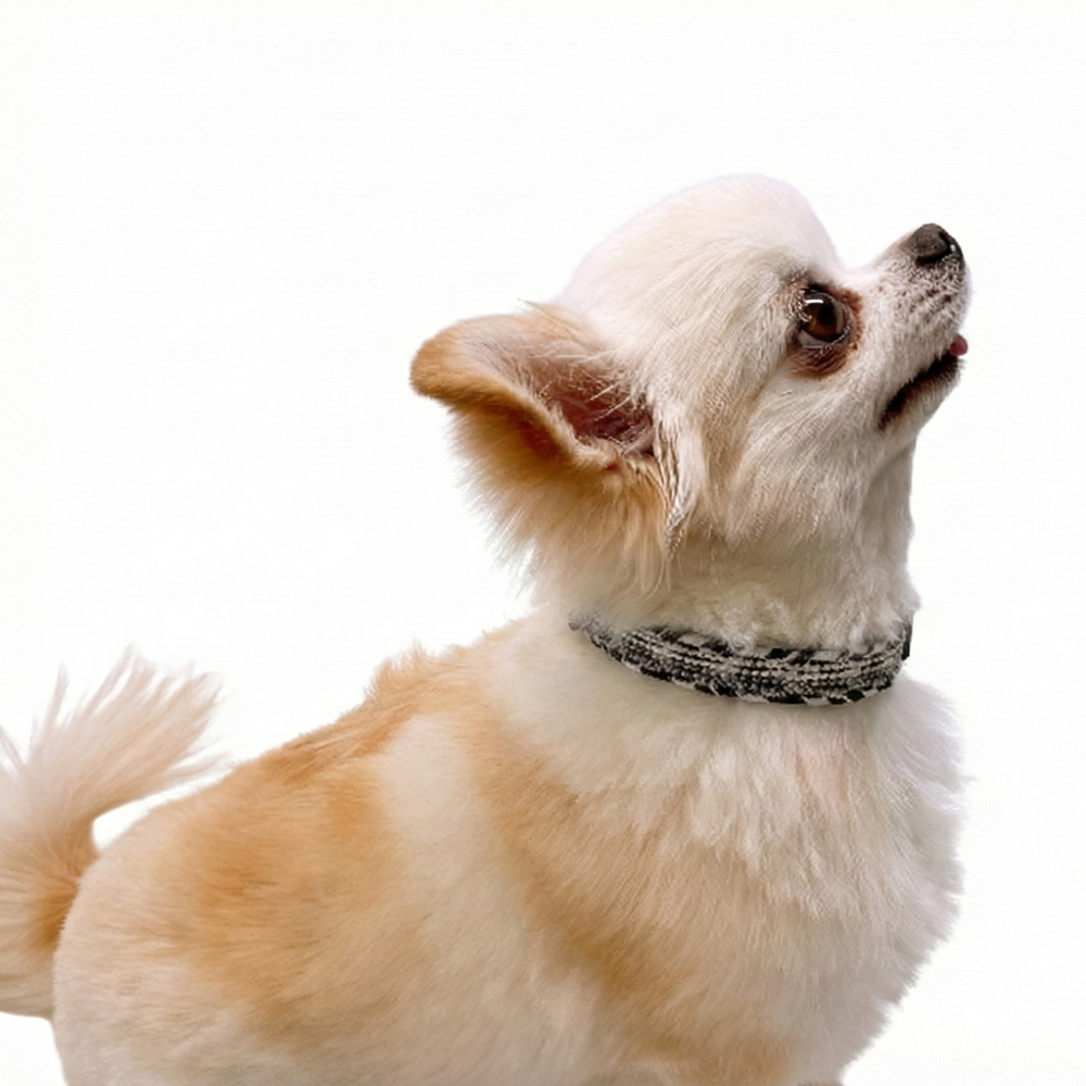 NR 京くみひも首輪 for DOGS 綾高麗