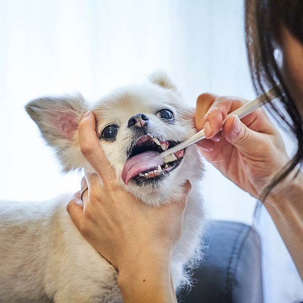 小型犬用歯ブラシ】 ミガケンデ MIGAKENDE – Healthier Market